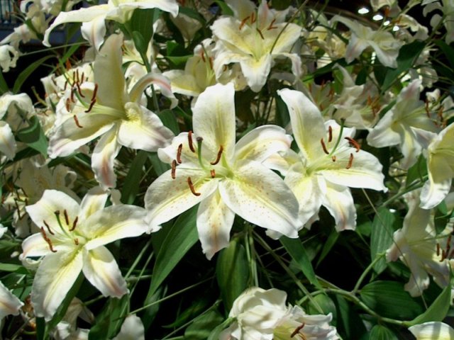 Pflanzen Orchidee 05 